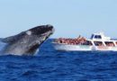 Whale Watching in Argentina